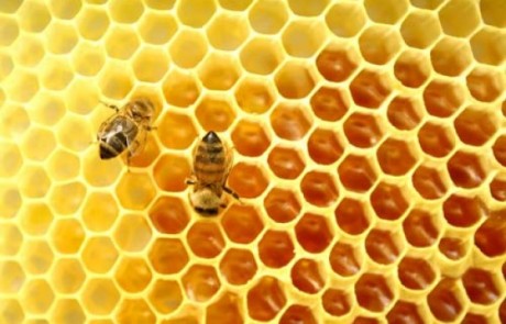 ריפוי בעזרת ארס ועקיצות מכוונות של דבורים