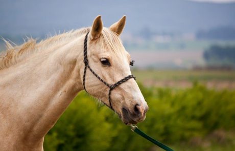 לגליזציה בישראל להימורי סוסים